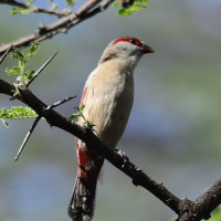 Crimson-rumped Waxbill